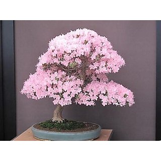 Buy Seeds-Japanese Pink Cherry Sakura Blossoms Bonsai Tree ...