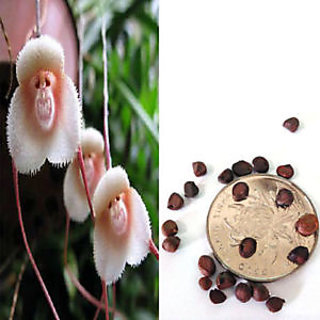 Buy Seeds Monkey Face Orchid Home Garden Beautiful Plant Flower Online Get 9 Off