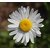 Seeds-Flower , Daisy 50