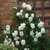 Seeds-Saaheli White Climbing Rose (10 Per Packet)