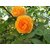Seeds-Saaheli Climbing Rose Orange (10 Per Packet)