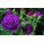 Seeds-Saaheli Rose Purple (20 Per Packet)