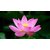 Seeds-Saaheli Lotus Flower Pink (10 Per Packet)
