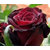 Seeds-Saaheli Rose True Blood Red (20 Per Packet)