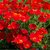Seeds-Saaheli Flower California Poppy Red Seed (10 Per Packet)