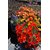 Seeds-Saaheli Flower California Poppy Red Seed (10 Per Packet)