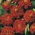 Seeds-Saaheli Flower French Marigold Red (10 Per Packet)