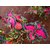 Seeds-Saaheli Flower Coleus Blumei 22 (10 Per Packet)