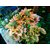 Seeds-Saaheli Flower Coleus Blumei 17 (10 Per Packet)