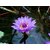 Seeds-Saaheli Lotus Flower Purple (10 Per Packet)