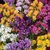 Seeds-Saaheli Flower Limonium Pacific Mix (10 Per Packet)