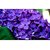 Seeds-Saaheli Lavender Flower (10 Per Packet)