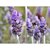 Seeds-Saaheli Lavender Flower (10 Per Packet)