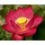 Seeds-Saaheli Lotus Flower Red (10 Per Packet)