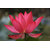 Seeds-Saaheli Lotus Flower Red (10 Per Packet)