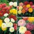 Seeds-Saaheli Chrysanthenium Annul Mix (10 Per Packet)