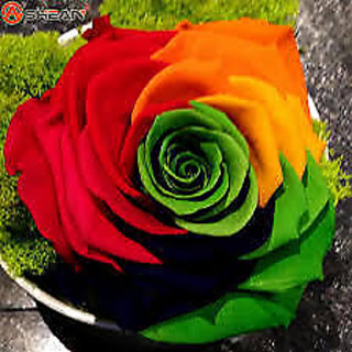 SANHOC Seeds Package Superb Personalised & Flower Gifts for All OcnsSEED Rose Zoe