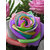 Seeds-Rainbow Cream Rose Very Rare Rose Seed With Instruction To Grow-10