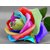 Seeds-Rainbow Cream Rose Very Rare Rose Seed With Instruction To Grow-10