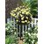 Seeds-Bright Yellow Rose Tree Seed Imported From Usa High Quality-10