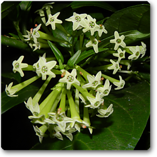 Buy Flower Plant Raat Ki Rani, Raat Rani, Night Blooming Jasmine Online