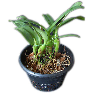shopclues horticultural hydroponics