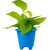 Rolling Nature Good Luck Golden Money Plant in Blue Rainbow Pot
