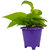 Rolling Nature Good Luck Golden Money Plant in Violet Rainbow Pot