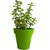 Rolling Nature Good Luck Jade Plant in Green Colorista Pot