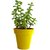 Rolling Nature Good Luck Jade Plant in Yellow Colorista Pot