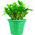 TrustBasket Lucky Bamboo  With Green Planter