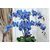 Seeds-Rare Orchid Bonsai Blue Butterfly Orchid Beautiful Phalaenopsis 5 Pcs