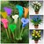 lily seed rare colorful calla lily 10 seeds
