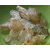 Almond Tree Gum  Badham Pisin (Gond Katira) - 200 Grams