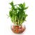 Nurturing Green Lucky Bamboo Two Layer Round Glass Pot22