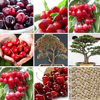 Seeds-Japanese Cherry Blossom Bonsai Fruits Tree ( 5 /Bag ...