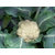 Seeds-Vegetable Seed  Cauliflower For Kitchen Garden