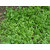 Seeds-Vegetable Seed Coriander Leaves For Kitchen Garden