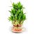 3 LAYER LUCKY BAMBOO PLANTS