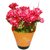 Go Hooked Nice Red  Green Artificial Flowers with Pot - GRDPORPKFLWRBIG