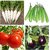 Seeds-Vegetable Combo Pack - Radish Long White, Bottle Gourd, Tomato And Brinjal