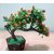 ARTIFICIAL PLANT FOR HOME, OFFICE DECORATION
