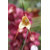 Monkey faced orchid flower beautiful phalaenopsis BONSAI PLANT