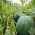 Seeds-Biocarve Watermelon Sugar Baby - Pack Of 50