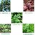 Seeds-Leafy Vegetable Combo Pack
