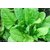 Seeds-Palak Indian Spinach - Hi-Yield Ind - Vegetabls 180