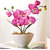 Seeds-Phalaenopsis Pink Orchid Flower 10