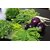 Seeds-Aily Needs Vegetable Combo - Brinjal Round, Radish, Methi, Palak, Beans, 6 Pack Combo
