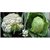 Seeds-Hybrid Vegetable Combo Pack 25 Each Of Cauli Flower Cabbage Green For Kitchen Terrace Top Balcony Poly H