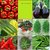 Seeds-Combo Pack Of 9 Vegetable Hybrid - Lady-Finger,Capsicum, Brinjal, Ridge-Gourd, Beans, Bitter-Gourd,Tomato